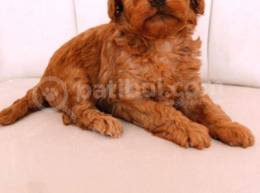 Erkek Ve Dişi Gerçek Toy Poodle görsel