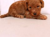 Erkek Ve Dişi Gerçek Toy Poodle