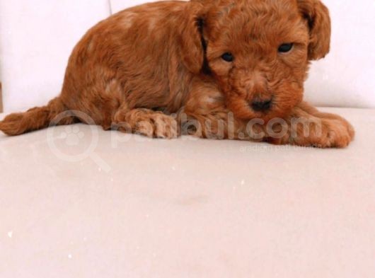 Erkek Ve Dişi Gerçek Toy Poodle görsel