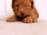 Erkek Ve Dişi Gerçek Toy Poodle