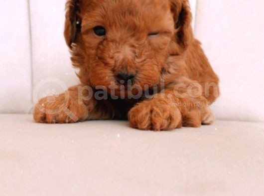 Erkek ve Dişi Gerçek Toy Poodle