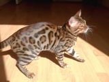 2 Aylık Erkek Ve Dişi Bengal Yavruları