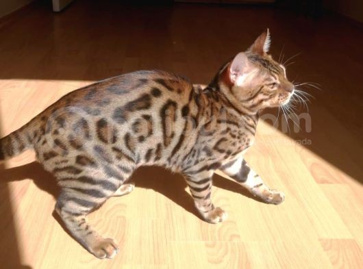 2 Aylık Erkek Ve Dişi Bengal Yavruları görsel