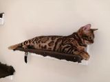 2 Aylık Erkek Ve Dişi Bengal Yavruları