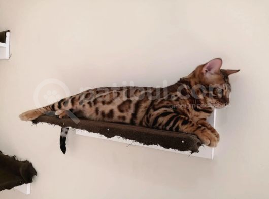 2 Aylık Erkek Ve Dişi Bengal Yavruları görsel