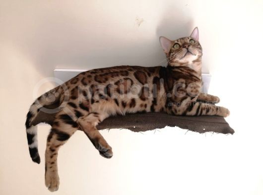 2 Aylık Erkek Ve Dişi Bengal Yavruları görsel
