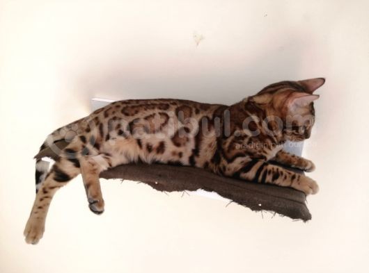 2 Aylık Erkek Ve Dişi Bengal Yavruları görsel