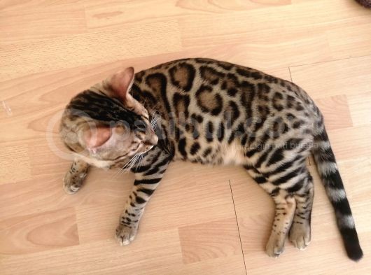 2 Aylık Erkek Ve Dişi Bengal Yavruları görsel