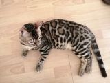 2 Aylık Erkek Ve Dişi Bengal Yavruları