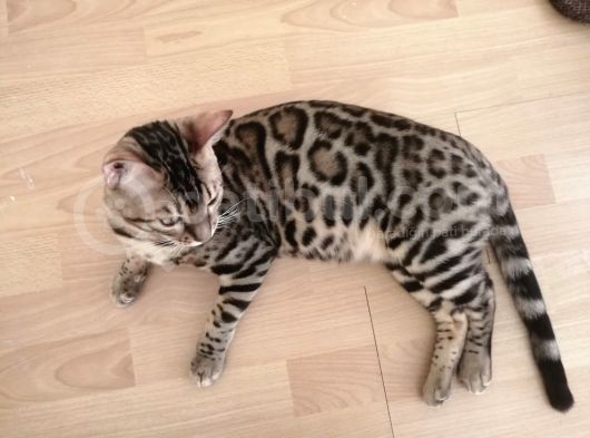 2 Aylık Erkek Ve Dişi Bengal Yavruları görsel