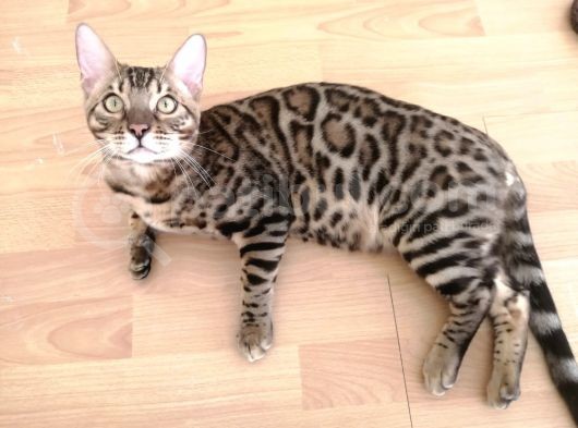 2 Aylık Erkek Ve Dişi Bengal Yavruları görsel