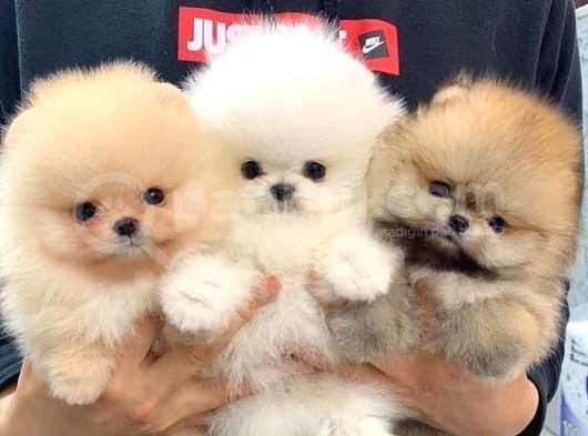 Ayı Surat Pomeranian Boo Yavrularımız