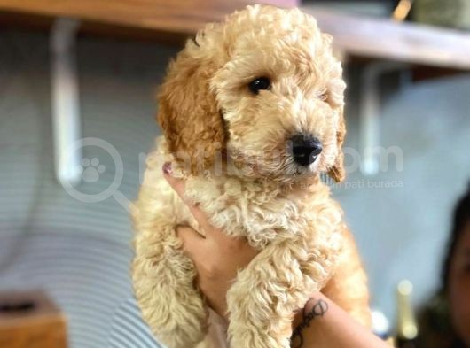 Safkan Apri̇cot Toy Poodle Prensleri̇mi̇z görsel