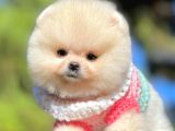 Safkan Pomeranian Boo Yavrularımız