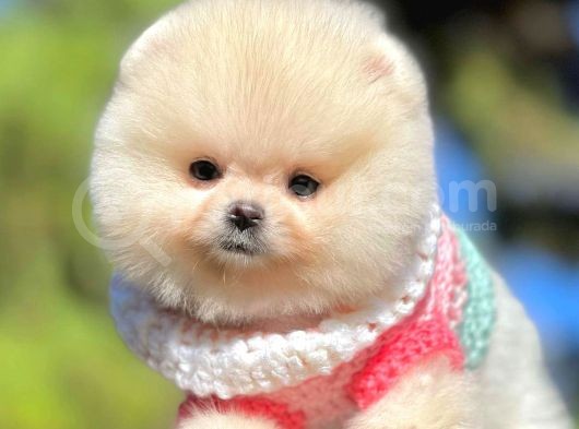 Safkan Pomeranian Boo Yavrularımız