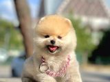 Safkan Pomeranian Boo Yavrularımız