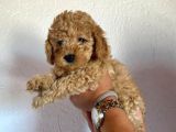 Safkan Apri̇cot Toy Poodle Prensleri̇mi̇z