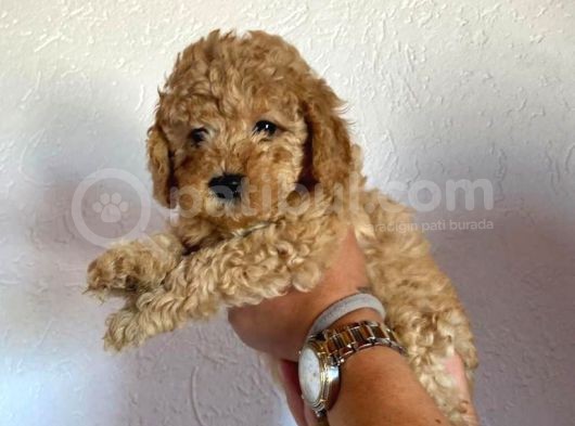 Safkan Apri̇cot Toy Poodle Prensleri̇mi̇z görsel