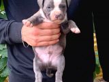 A Şecereli Amstaff Yavrular (Heryere Gönderim Var)