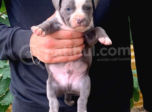 A Şecereli Amstaff Yavrular (Heryere Gönderim Var) görsel