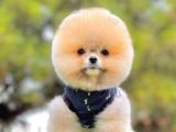 Teddy Face Boo Pomeranian Yavrular