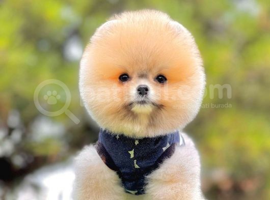 Teddy Face Boo Pomeranian Yavrular