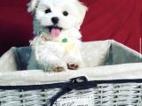 Maltese Mini Boy Yavrular