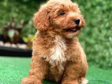 Asi̇lli̇ği̇ İle Görenleri̇ Kendi̇ne Hayran Eden Safkan Red Toy Poodle
