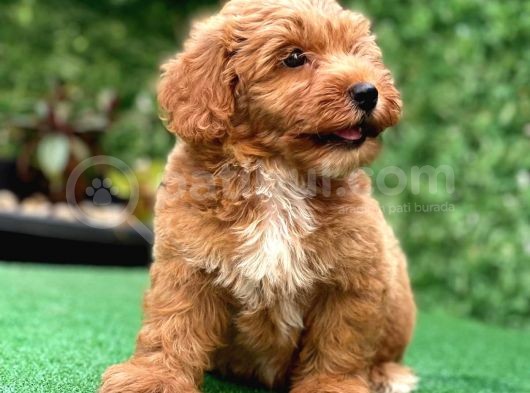Asi̇lli̇ği̇ İle Görenleri̇ Kendi̇ne Hayran Eden Safkan Red Toy Poodle