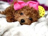 Red Brown Toy Poodle Yavrular