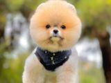 Teddy Face Boo Pomeranian Yavrular