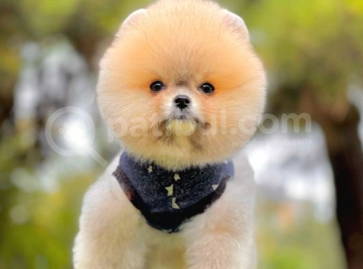 Teddy Face Boo Pomeranian Yavrular görsel
