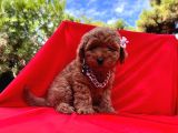 Safkan Toy Poodle Yavrularımız