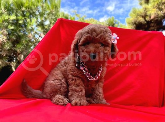 Safkan Toy Poodle Yavrularımız görsel