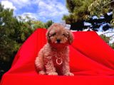 Safkan Toy Poodle Yavrularımız