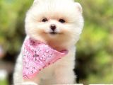 Teddy Face Boo Pomeranian Yavrular
