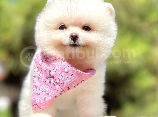 Teddy Face Boo Pomeranian Yavrular görsel