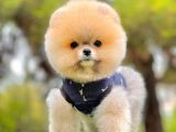 Teddy Face Boo Pomeranian Yavrular