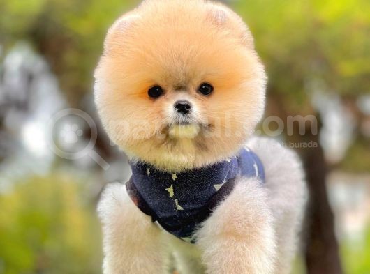 Teddy Face Boo Pomeranian Yavrular görsel