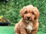 Asi̇lli̇ği̇ İle Görenleri̇ Kendi̇ne Hayran Eden Safkan Red Toy Poodle