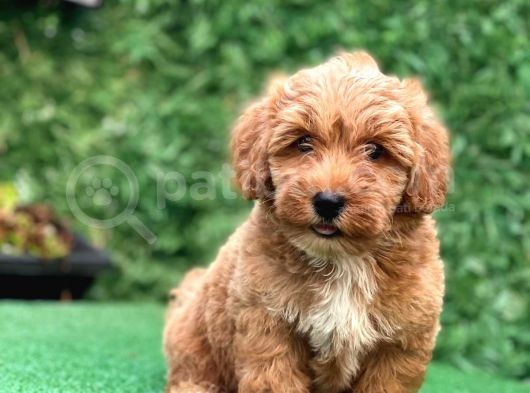 Asi̇lli̇ği̇ İle Görenleri̇ Kendi̇ne Hayran Eden Safkan Red Toy Poodle görsel