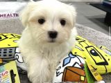 Mini Boy Maltese Yavrular