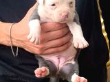 A Şecereli Amstaff Yavrular (Heryere Gönderim Var)