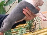 A Şecereli Amstaff Yavrular (Heryere Gönderim Var)