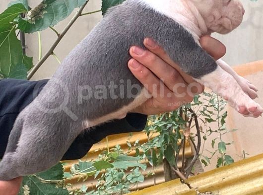 A Şecereli Amstaff Yavrular (Heryere Gönderim Var) görsel