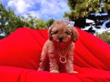 Safkan Toy Poodle Yavrularımız