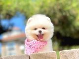 Teddy Face Boo Pomeranian Yavrular