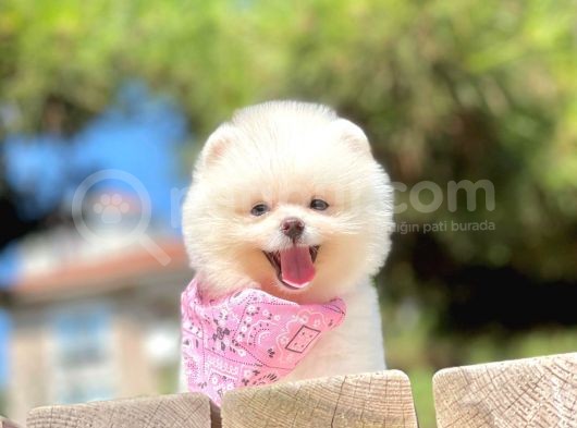 Teddy Face Boo Pomeranian Yavrular görsel