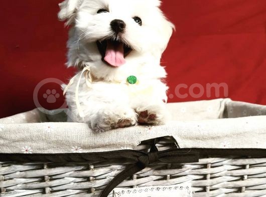 Maltese Mini Boy Yavrular görsel