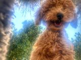 Asi̇lli̇ği̇ İle Görenleri̇ Kendi̇ne Hayran Eden Safkan Red Toy Poodle